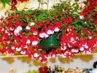 Ампельные растения для сада Ампельные растения для сада