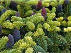 Пихта abies koreana Пихта abies koreana