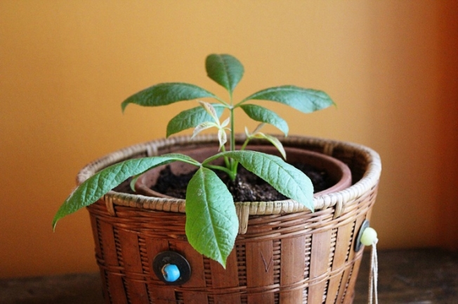 Как посадить и вырастить каштан в домашних условиях и на даче?
