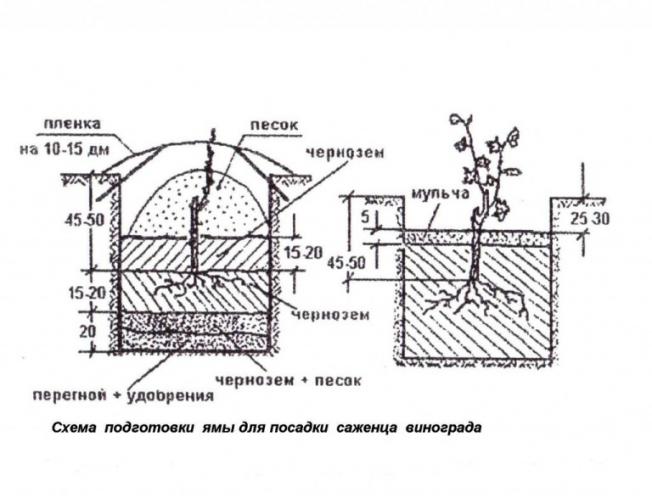 Как правильно посадить виноград
