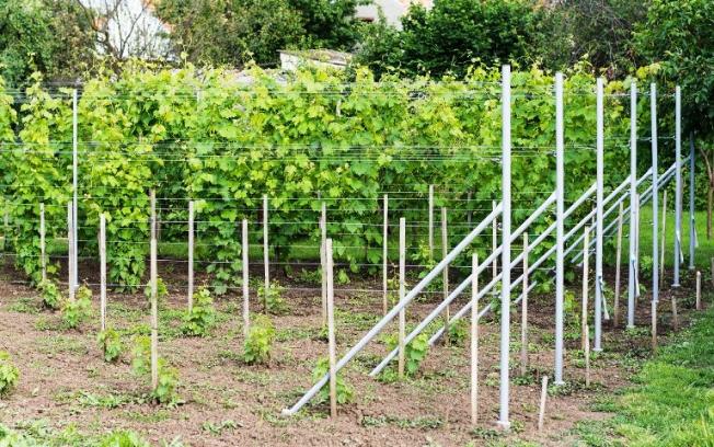 Посадка винограда