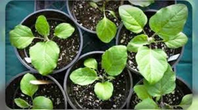 Когда сеять томаты и баклажаны на рассаду в 2020