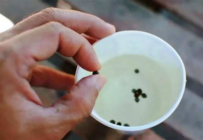 Обработка семян перед посадкой