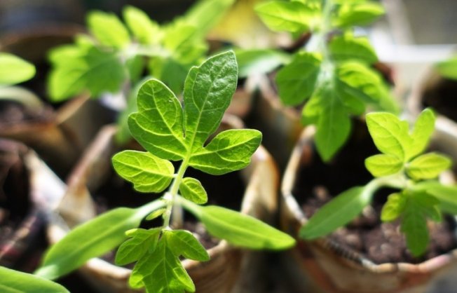 Когда сеять томаты на рассаду