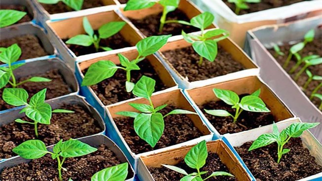 Когда сеять томаты и перец на рассаду в 2020