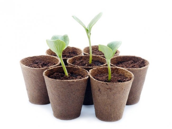 торфяные стаканчики для рассады