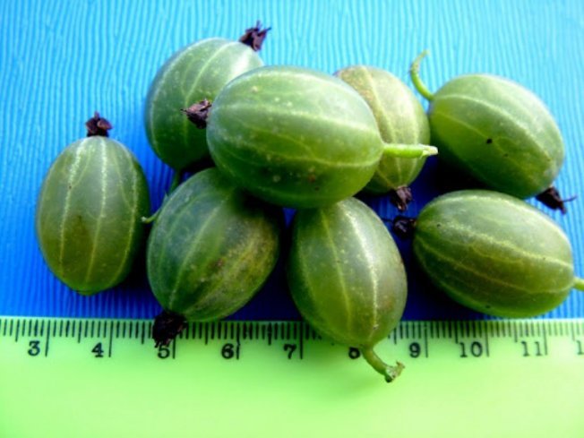 Крыжовник Изумруд, характеристики