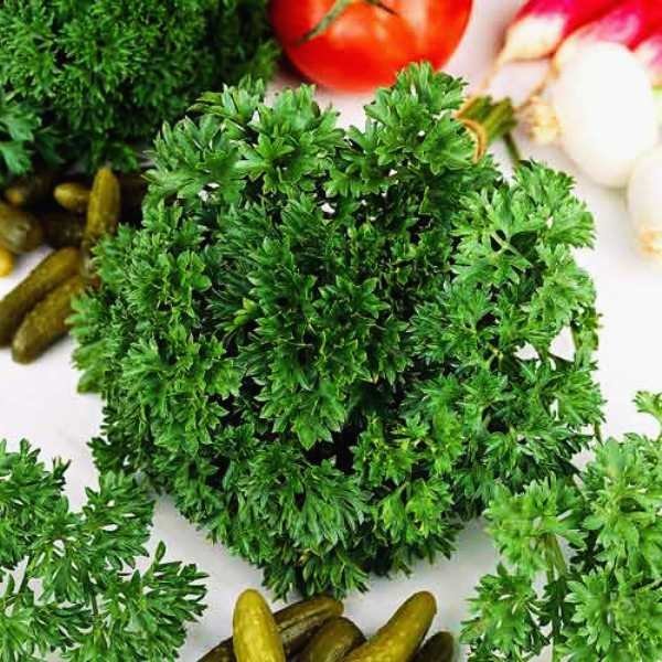 Курчавая петрушка полезные свойства