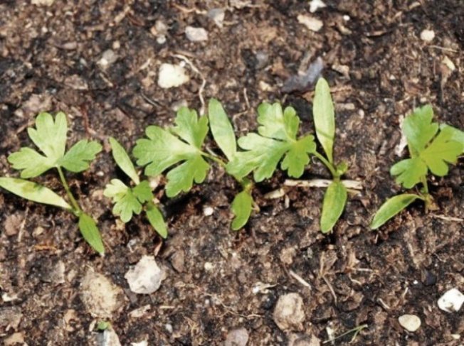 Когдп сеять петрушку