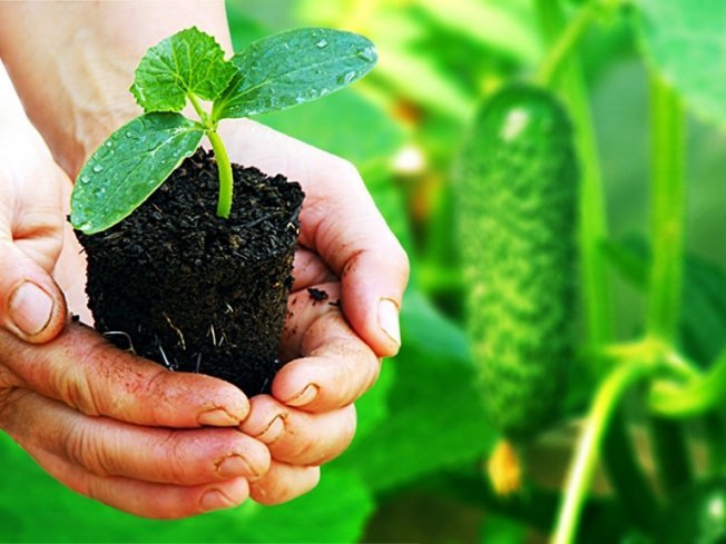 Плодородные и неплодородные знаки Плодородные и неплодородные знаки