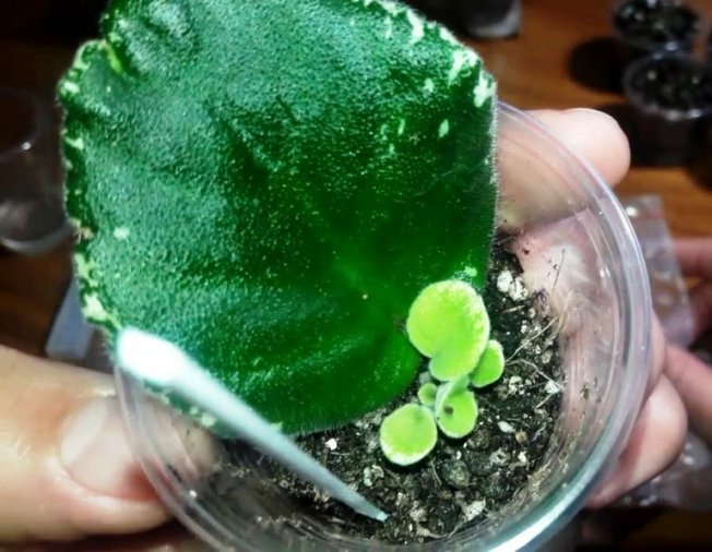 Размножение фиалок цветоносами и листами