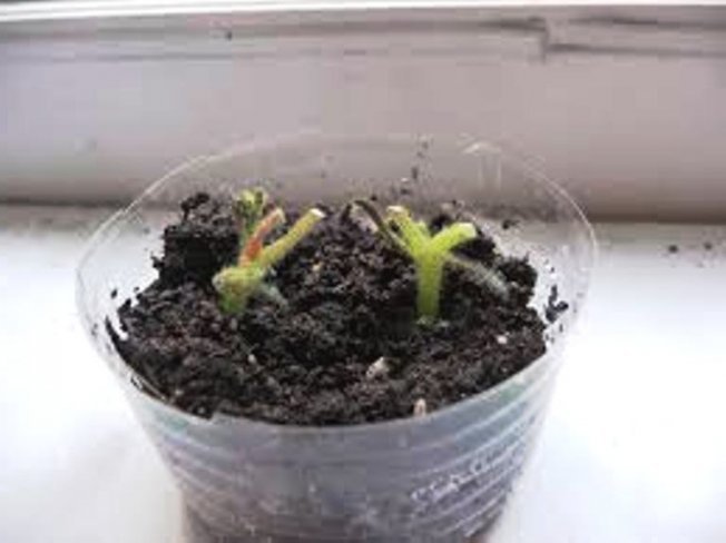 Размножение фиалок цветоносами