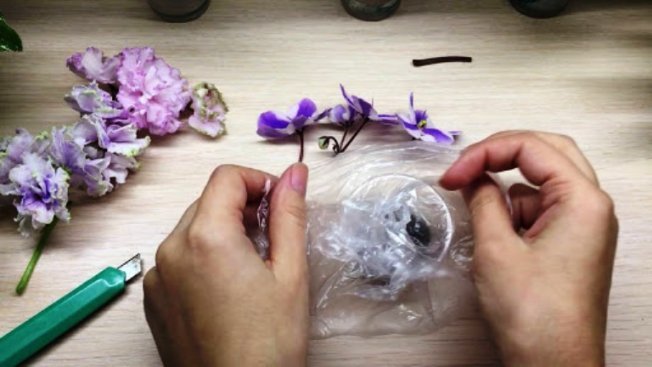 Размножение фиалок цветоносами