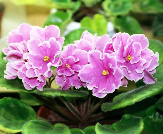 Красивая фиалка, как получить новые кустику, методы размножения