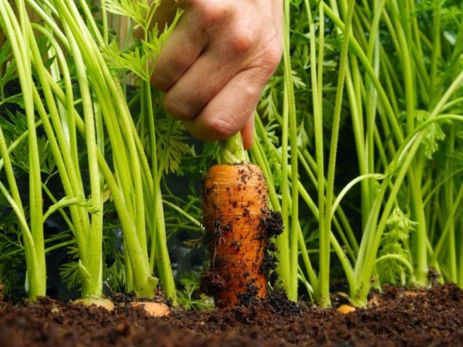 Сколько времени растет морковь