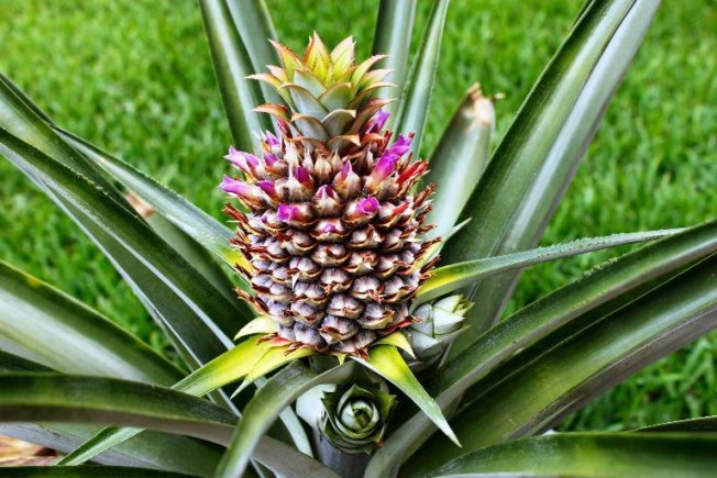 Сколько времени растет ананас