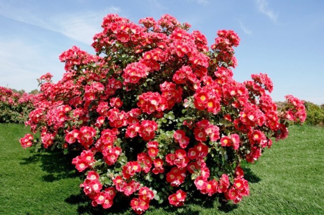 Сколько времени растут розы