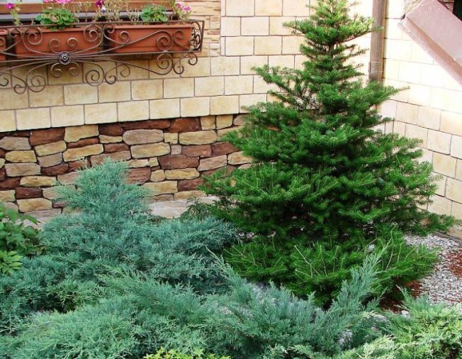 Сколько растет можжевельник