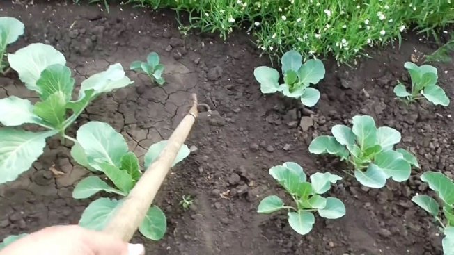 Капуста престиж