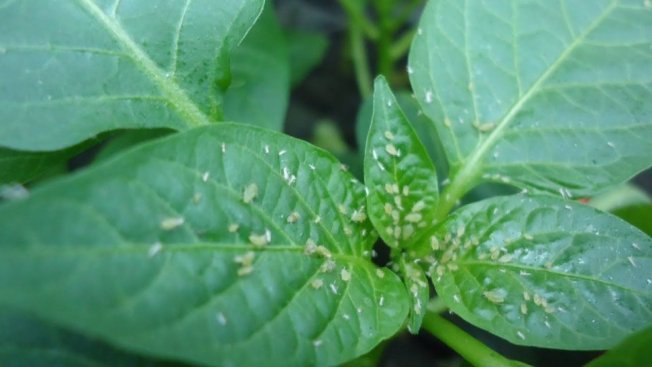 Вредители перца, тли Вредители перца, тли
