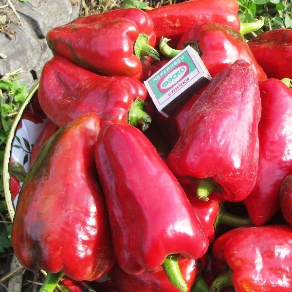 Перец Купец размеры Размеры перца купец