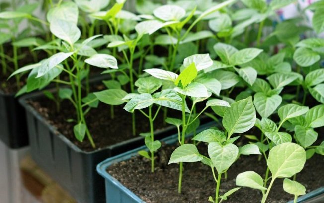 Рассада перца Рассада перца