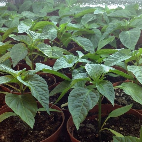 Перец Питон, посадка и уход Перец Питон, посадка и уход