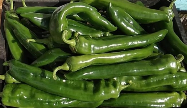 Перец Питон, урожайность Перец Питон урожайность