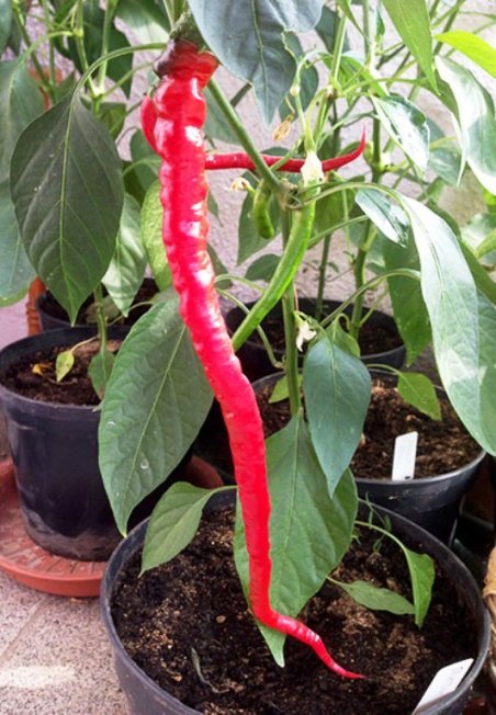 Перец Питон Перец Питон