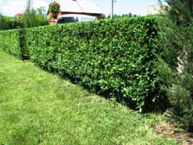 Живая изгородь
