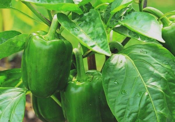 Уход за болгарским перцем