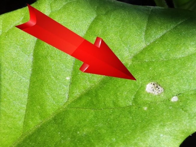 Симптомы поражения трипсами