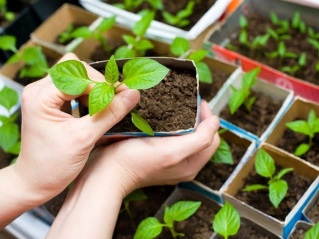 Рассада перца, вредители