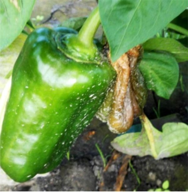 Симптомы бактериального поражения Симптомы бактериального поражения