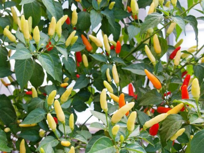 Перец чили Перец чили