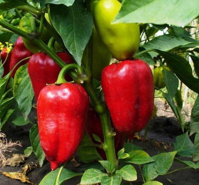 Сладкий болгарский перец Сладкий болгарский перец