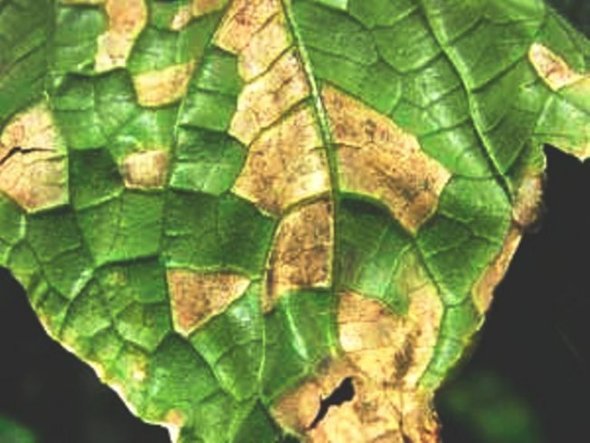 Лист, пораженный мучнистой росой