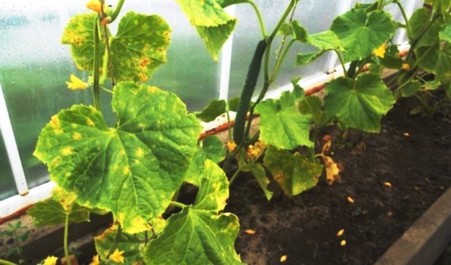 Что такое пероноспороз, фото