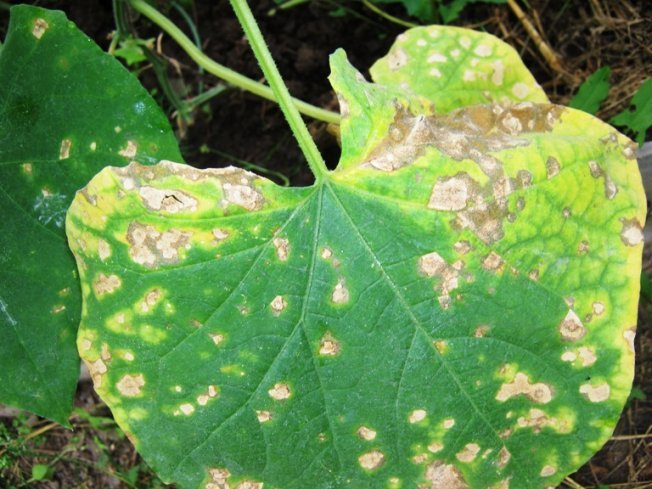как выглядит пероноспороз огурцов на фото