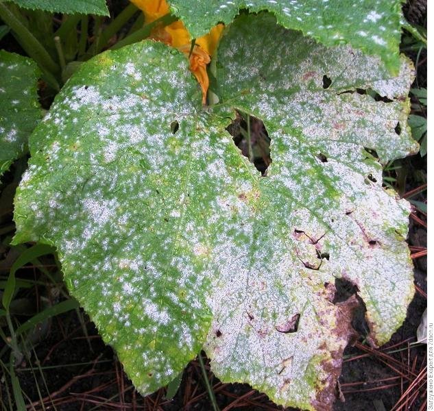 Листья огурцов при мучнистой росе, фото