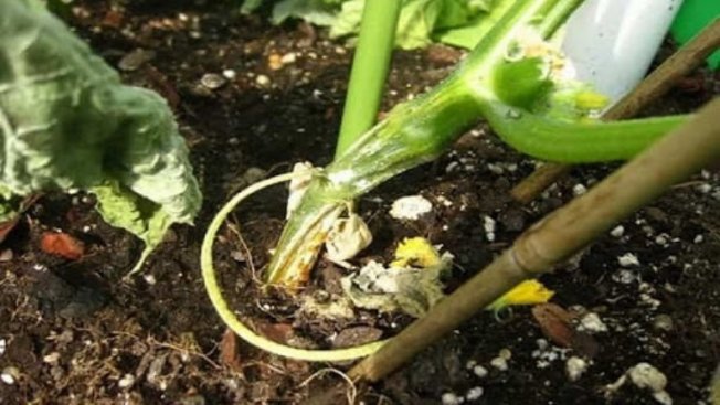 Растрескиваются стебли огурцов