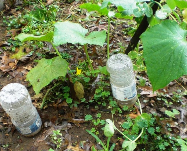Капельный полив и подкормка через пластиковые бутылки
