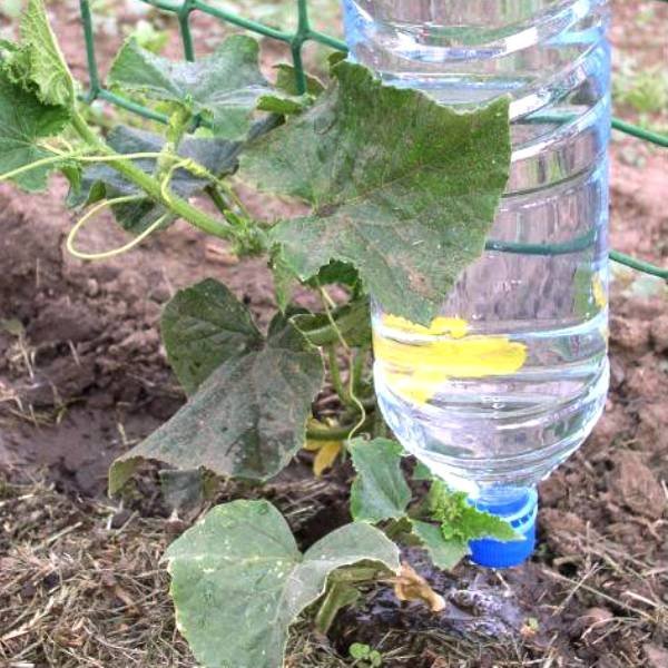 Пластиковый полив огурцов