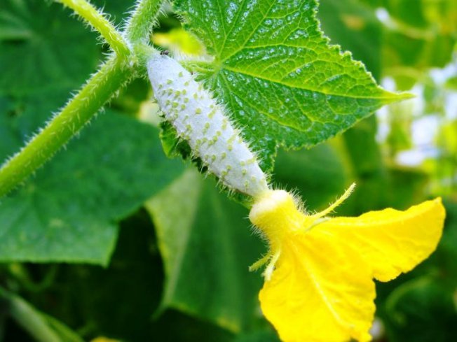 Цветы и завязи