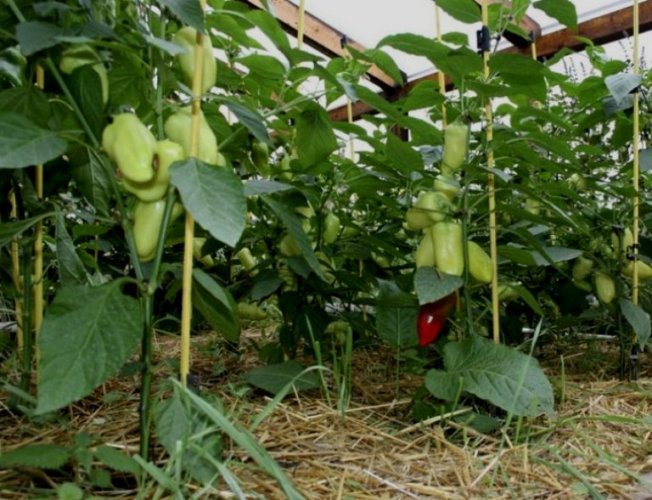 Мульчирование грунта Мульчирование грунта