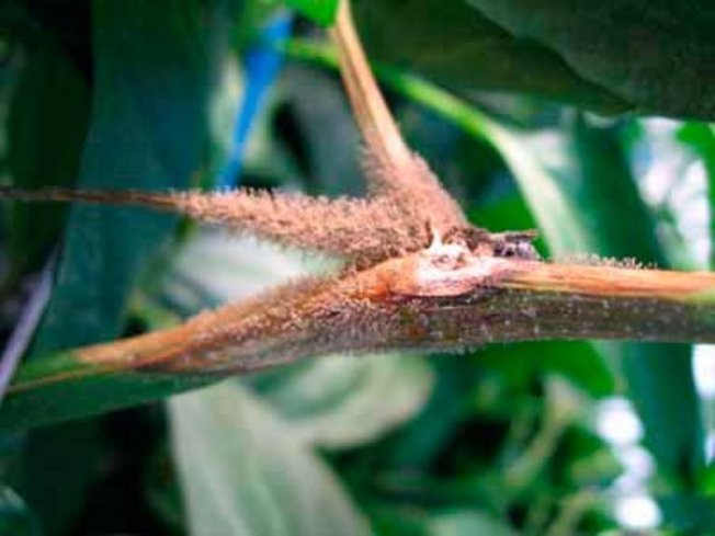 Пораженные участки стебля