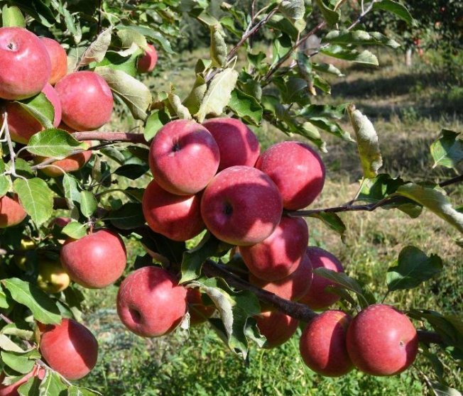 Урожайность яблони