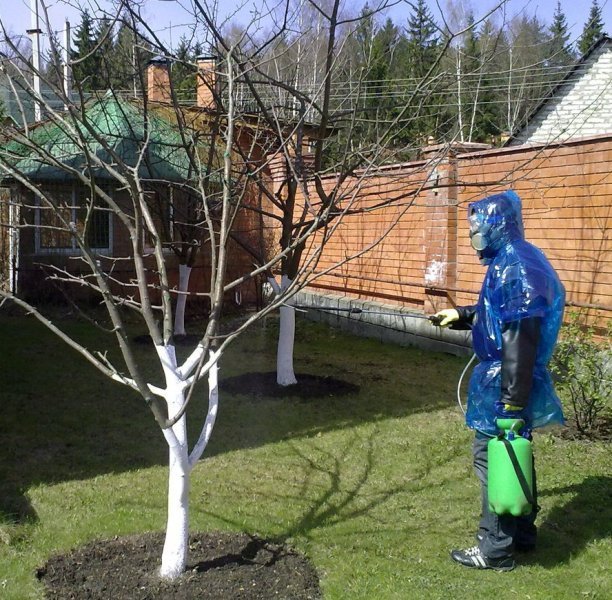 Обработка яблонь от вредителей и болезней