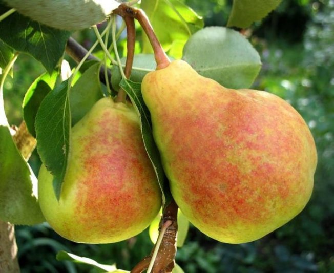 Лада, сорт груши, описание и фото