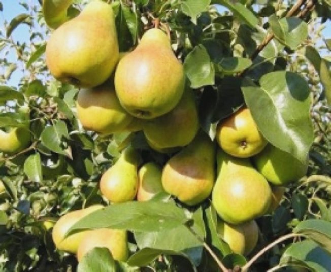 Урожайность сорта Лада